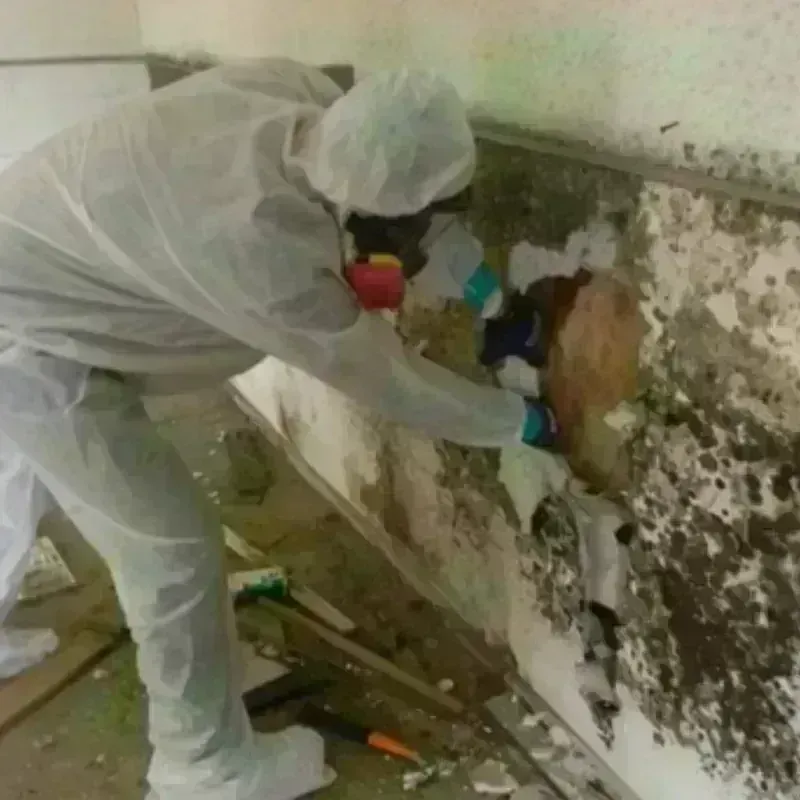 Mold Remediation and Removal in Wharton, NJ